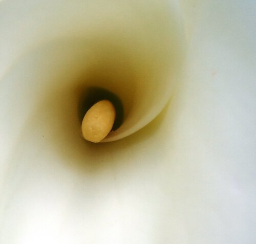 Calla Gianfranco Memmi