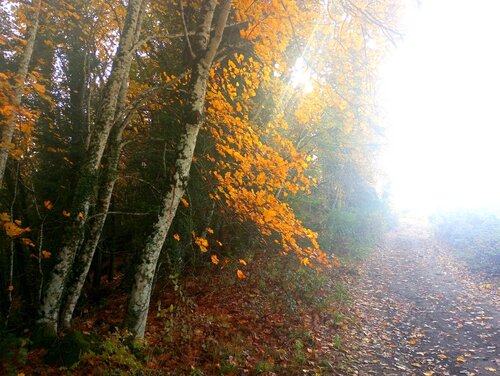ALBERI by Gianfranco Memmi, Photography for Sale on Singulart