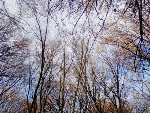 ALBERI by Gianfranco Memmi, Photography for Sale on Singulart