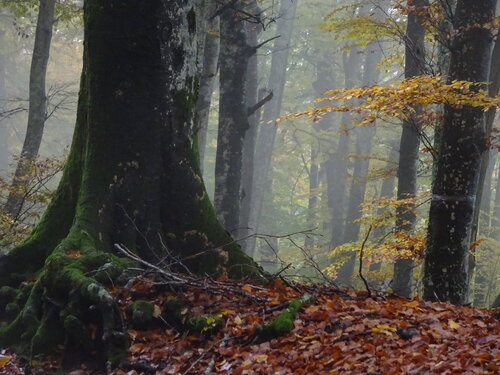 faggeta dei Monti Cimini, Italia by Gianfranco Memmi, Photography for Sale on Singulart