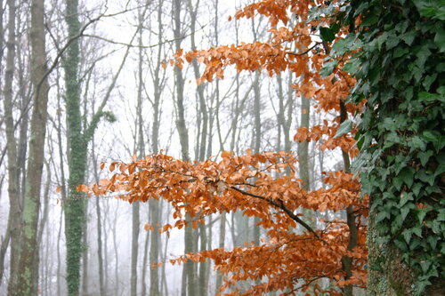 faggeta del monte Amiata, Italia by Gianfranco Memmi, Photography for Sale on Singulart