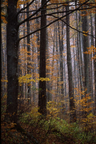 faggeta del monte Amiata, Italia by Gianfranco Memmi, Photography for Sale on Singulart