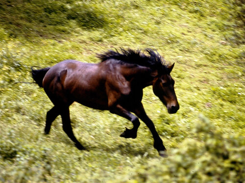 CAVALLO MAREMMANO by Gianfranco Memmi, Photography for Sale on Singulart