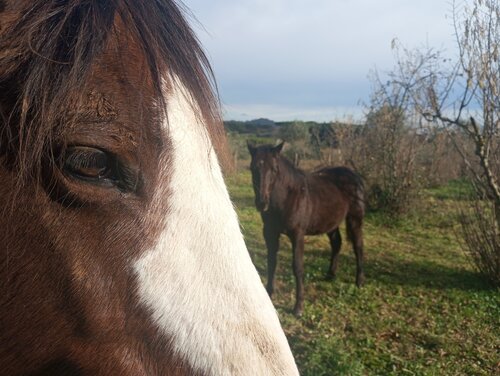 CAVALLA MAREMMANA COL SUO PULEDRO by Gianfranco Memmi, Photography for Sale on Singulart