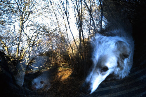 CANE E PAESAGGIO by Gianfranco Memmi, Photography for Sale on Singulart