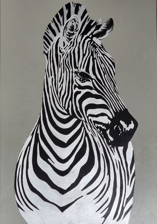 Zebra Alla Faber