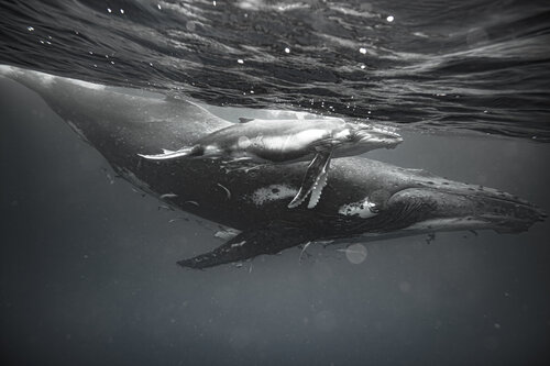 INHERITANCE OF SILENCE by Evgeny Maklakov, Photography for Sale on Singulart