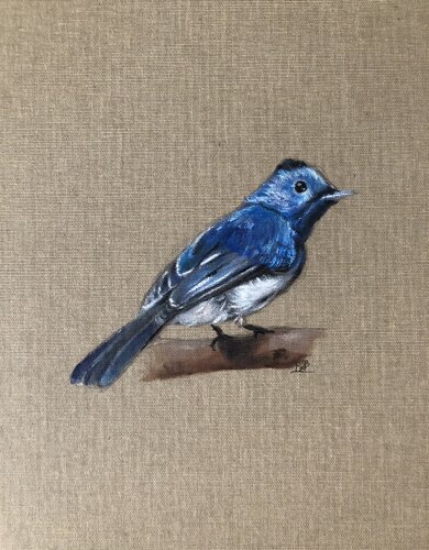 Gobe-mouche irisé sur sa branche by Marie-Alix Bourely, Painting for Sale on Singulart