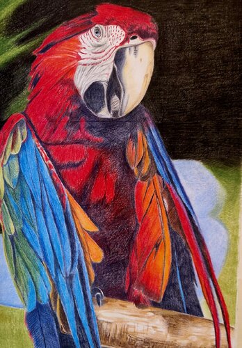 Ara van Sabine KORNATZ, Tekening te koop op Singulart