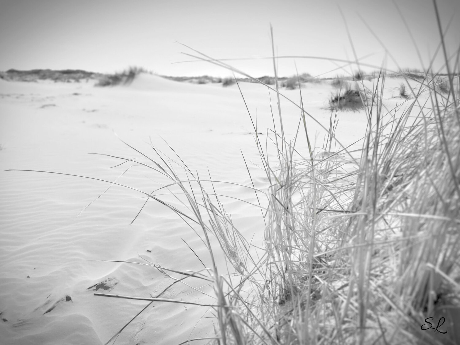 Gräser im Wind Sabine Leise