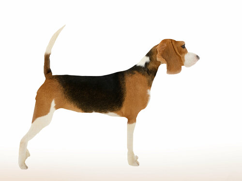 161 Beagle von Yigal Pardo, Fotografie kaufen auf Singulart