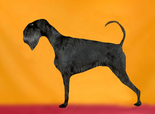 182 Schnauzer von Yigal Pardo, Fotografie kaufen auf Singulart