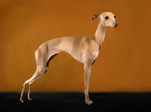 200 Italian Sighthound van Yigal Pardo, Fotografie te koop op Singulart
