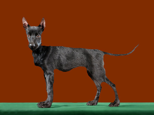 293 Australian Kelpie van Yigal Pardo, Fotografie te koop op Singulart