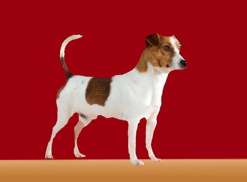 345 Jack Russell Terrier by Yigal Pardo, Photography for Sale on Singulart