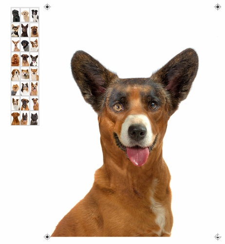 Mixed breed 04 van Yigal Pardo, Fotografie te koop op Singulart