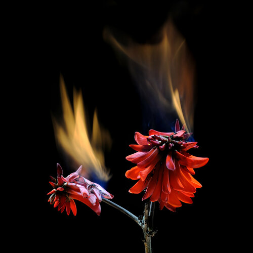 Flaming Flower 05 di Yigal Pardo, Fotografia in vendita su Singulart