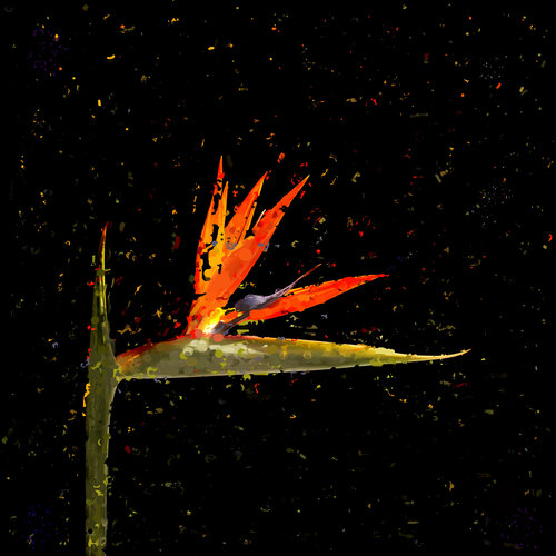 Paradise 05 di Yigal Pardo, Fotografia in vendita su Singulart