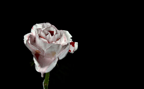 Red Rose di Yigal Pardo, Fotografia in vendita su Singulart