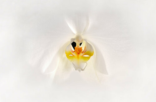 White Orchid di Yigal Pardo, Fotografia in vendita su Singulart
