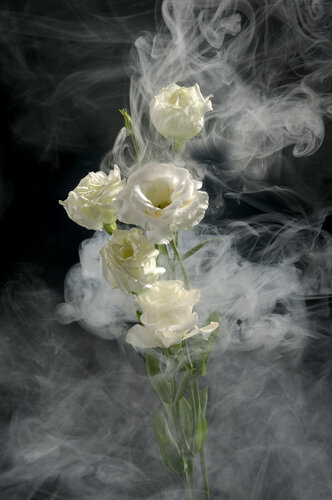 White Flower von Yigal Pardo, Fotografie kaufen auf Singulart