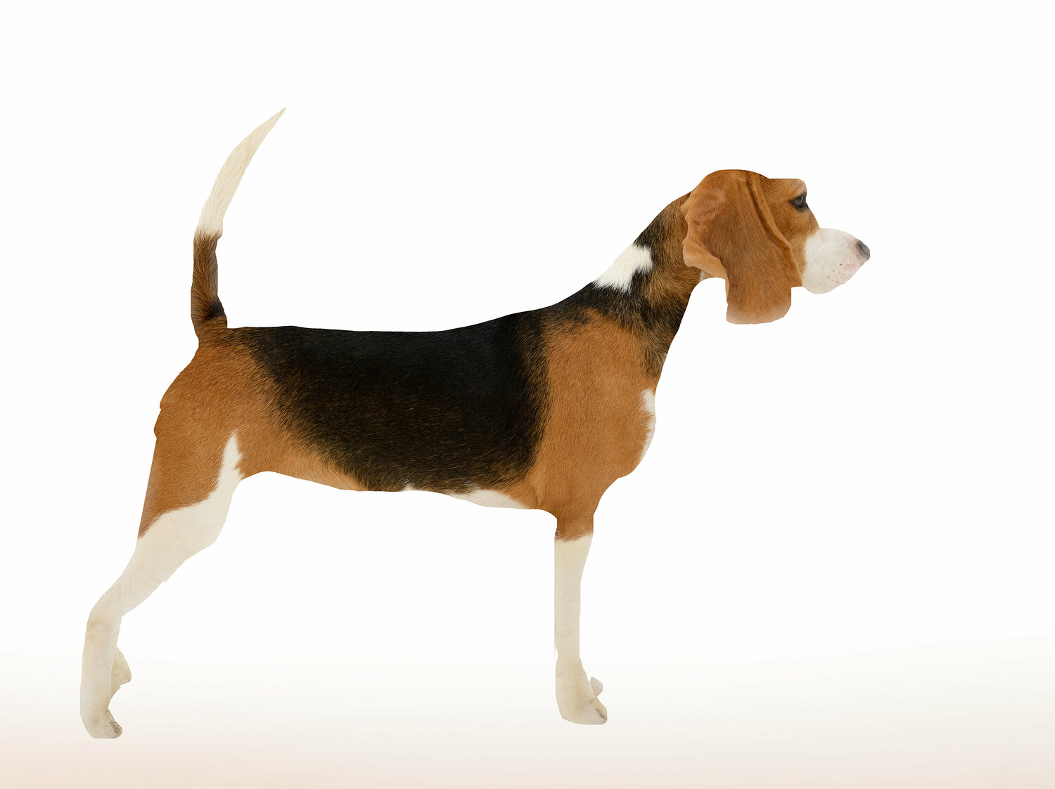 161 Beagle Yigal Pardo