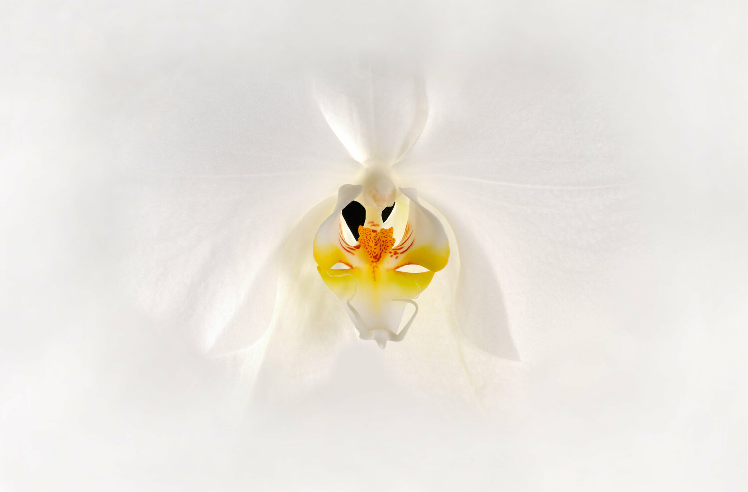 White Orchid Yigal Pardo