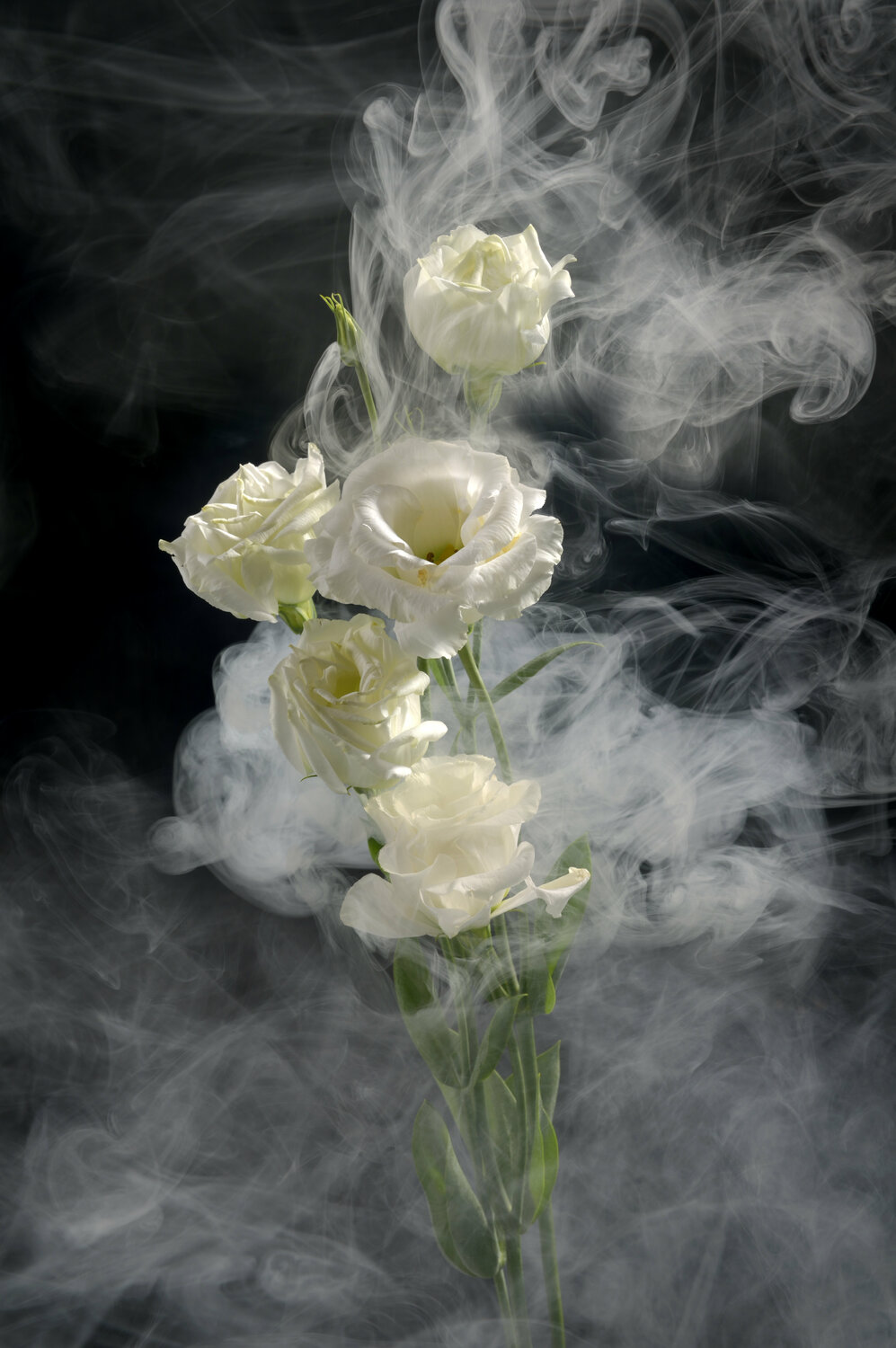 White Flower Yigal Pardo