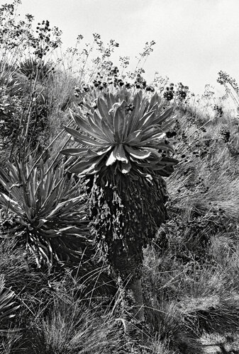 Freilejón I de María Gutiérrez, Fotografía a la venta en Singulart