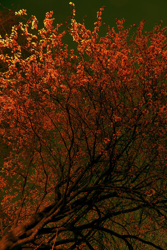 Über das Ephemer N° 4 von María Gutiérrez, Fotografie kaufen auf Singulart