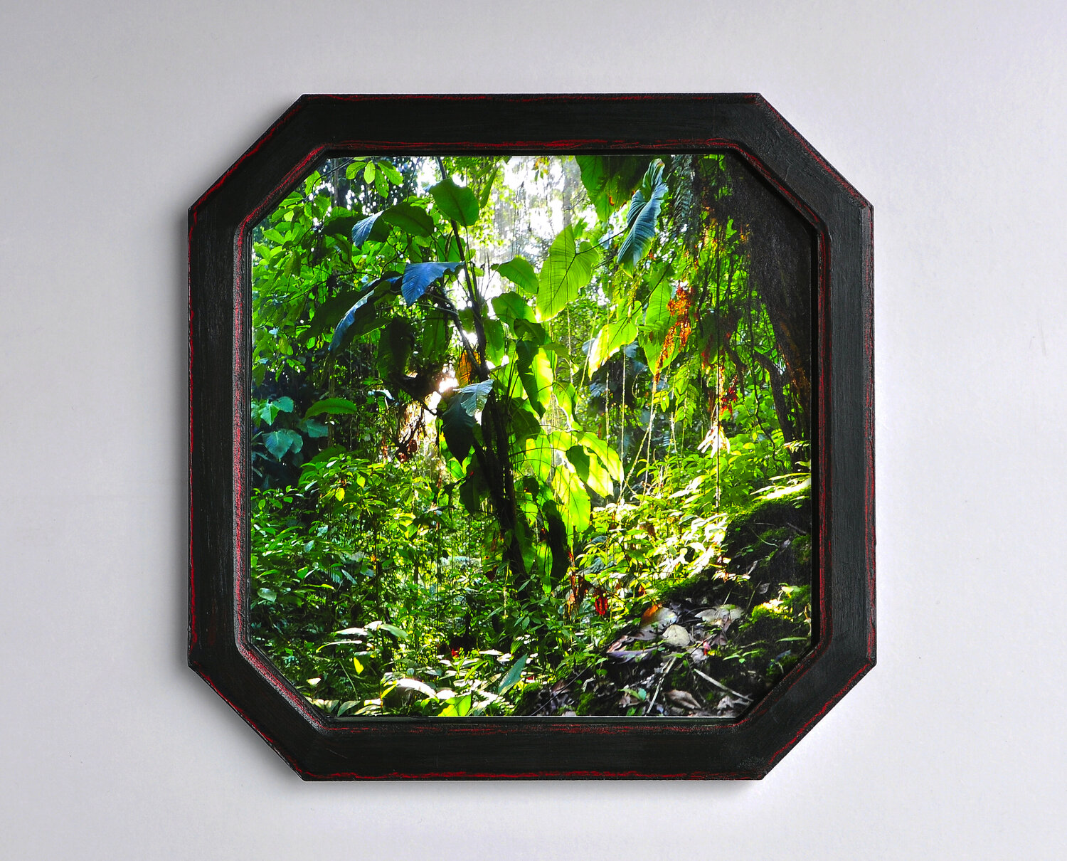 La selva I María Gutiérrez