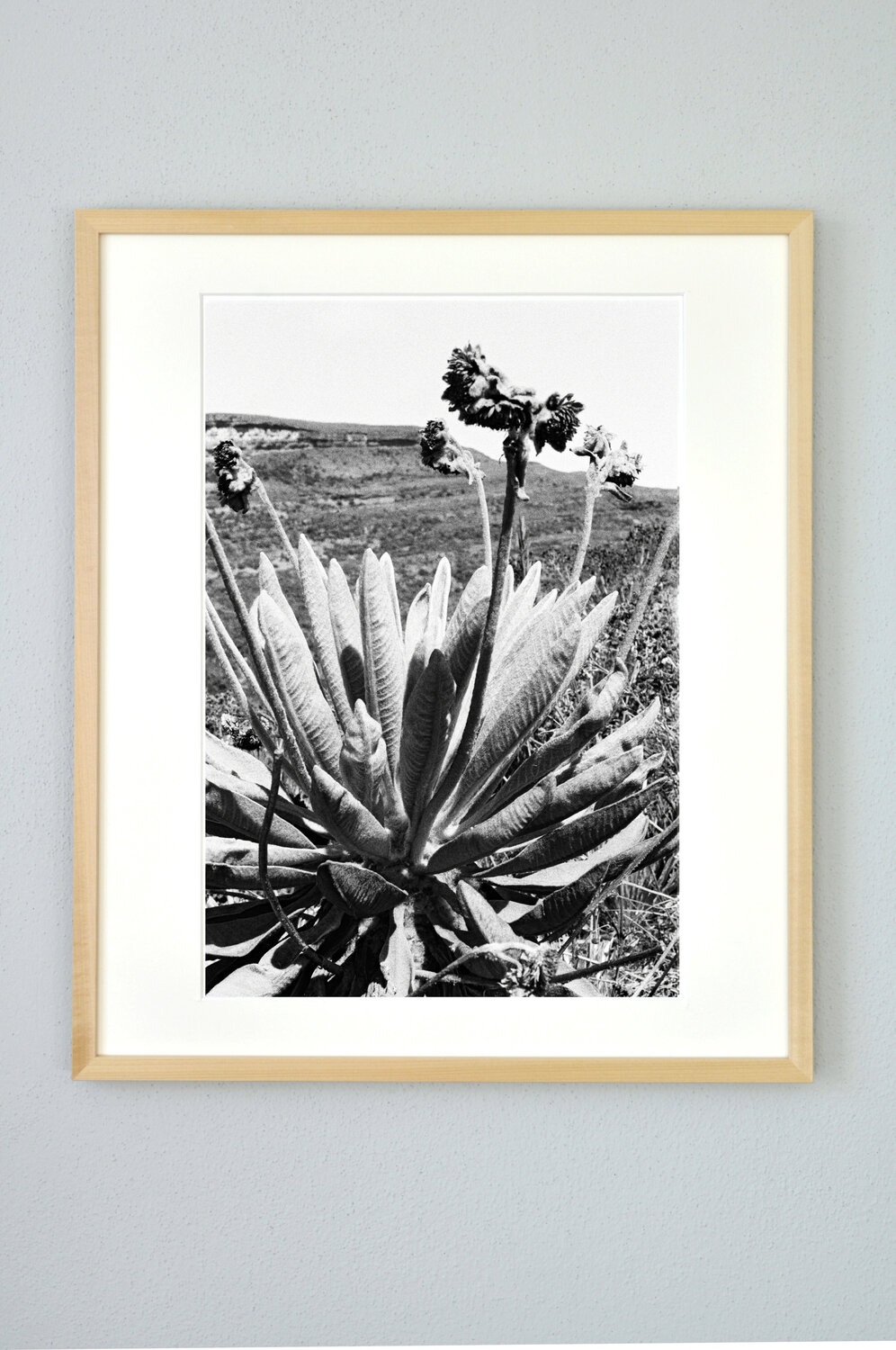 Freilejón I María Gutiérrez Fotografie zu verkaufen