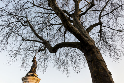 Le Rameau d'olivier van Robert Bared, Fotografie te koop op Singulart