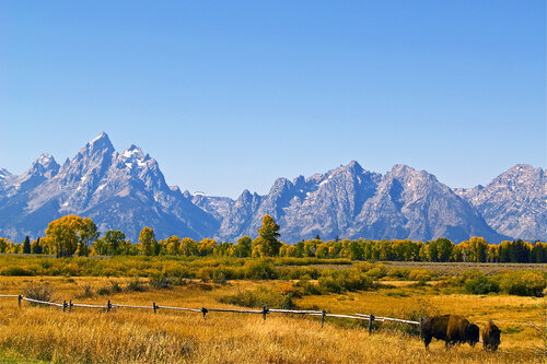Grand Teton Bison van Alex Cassels, Fotografie te koop op Singulart