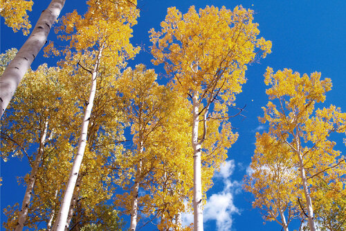 Golden Aspens by Alex Cassels, 사진 for Sale on Singulart