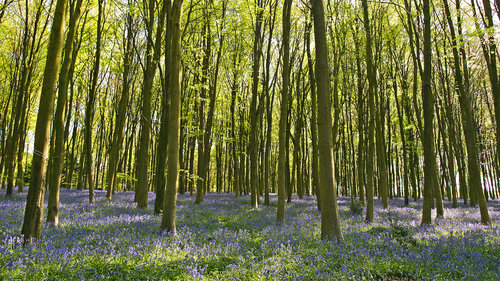 Bluebell Panorama by Alex Cassels, 사진 for Sale on Singulart