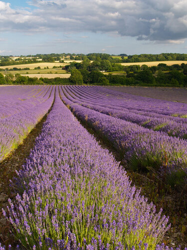 Evening Lavender von Alex Cassels, Fotografie kaufen auf Singulart