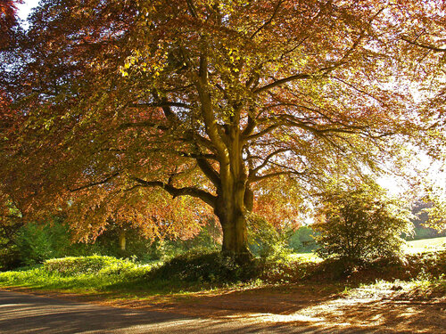 Copper Beech in Rural Hampshire van Alex Cassels, Fotografie te koop op Singulart