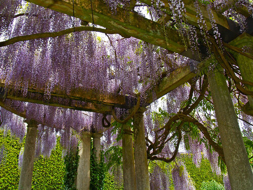 Wisteria Pergola van Alex Cassels, Fotografie te koop op Singulart