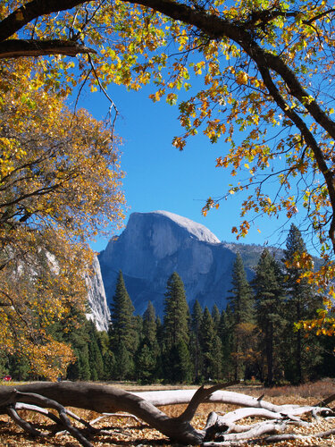 Half Dome in Yosemite van Alex Cassels, Fotografie te koop op Singulart