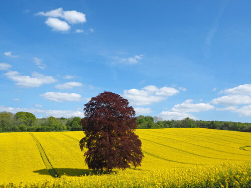 Spring in the Meon Valley di Alex Cassels, Fotografia in vendita su Singulart