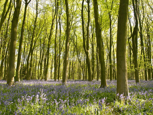 Bluebells of Micheldever Wood di Alex Cassels, Fotografia in vendita su Singulart