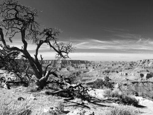 Desert View Tree von Alex Cassels, Fotografie kaufen auf Singulart