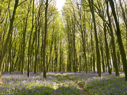 A Walk in the Beech Woods by Alex Cassels, 사진 for Sale on Singulart