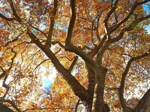 Autumn Canopy von Alex Cassels, Fotografie kaufen auf Singulart