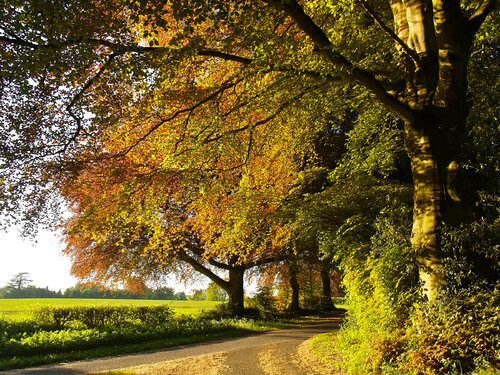 Country Lane in Rural Hampshire von Alex Cassels, Fotografie kaufen auf Singulart