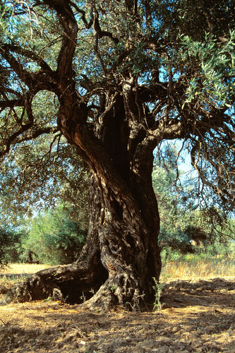Reclining Olive von Alex Cassels, Fotografie kaufen auf Singulart
