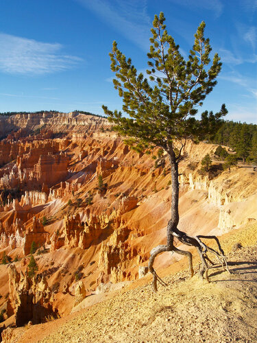 Dancing Pine van Alex Cassels, Fotografie te koop op Singulart