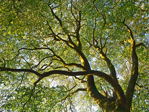 Beech Tree Canopy di Alex Cassels, Fotografia in vendita su Singulart