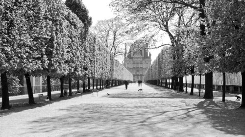 Jardin des Tuileries - A3 di Alex Cassels, Fotografia in vendita su Singulart